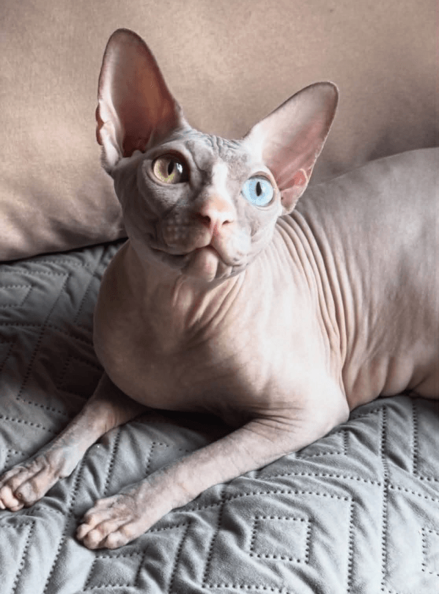 Allis, Canadian Sphynx