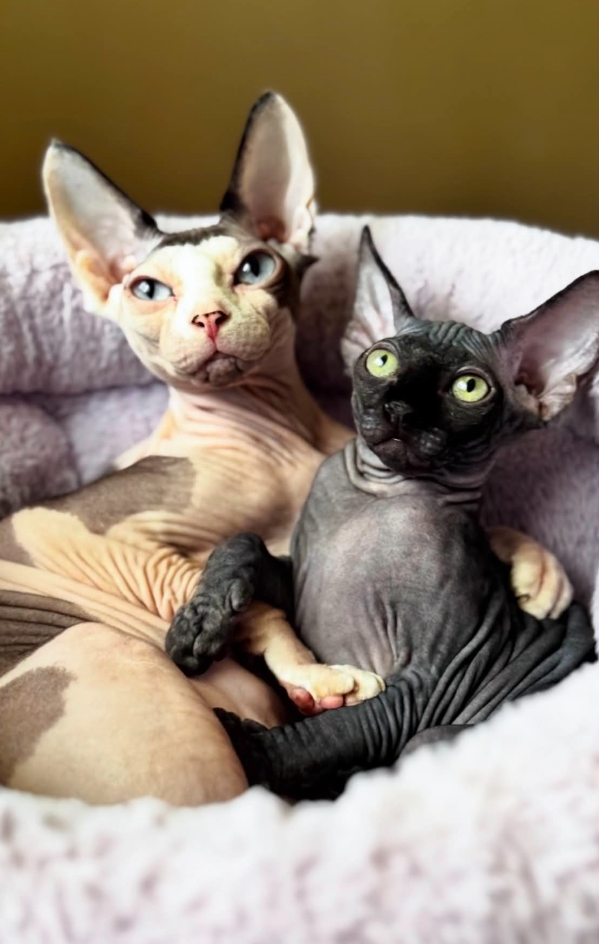 Two Canadian Sphynx kittens